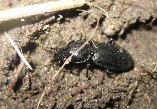 Pterostichus melanarius