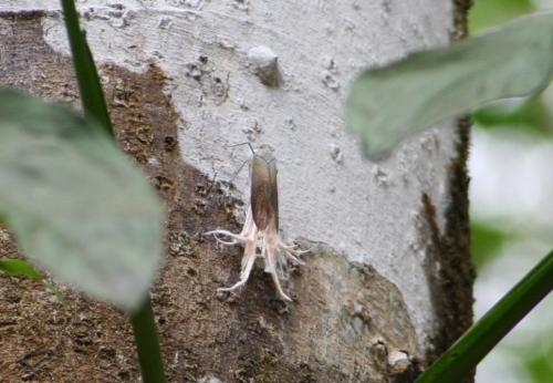 Pterodictya reticularis