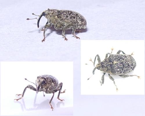 Réf. 42 220 : Ceutorhynchus pallidactylus