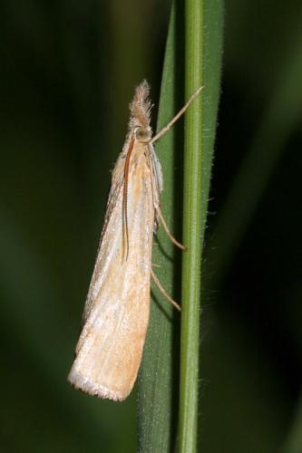 Réf. 42 750 : Pediasia luteella