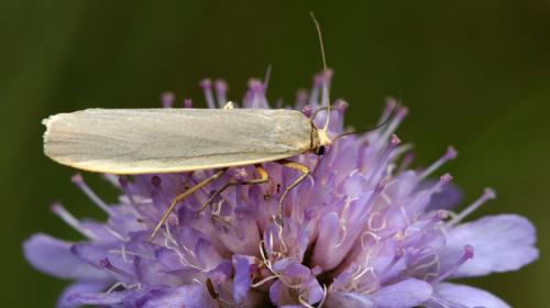 Réf. 42 142 : Eilema lurideola