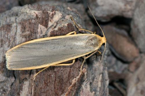 Eilema lurideola