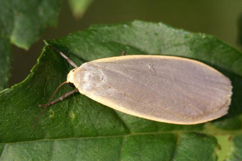 Eilema griseola