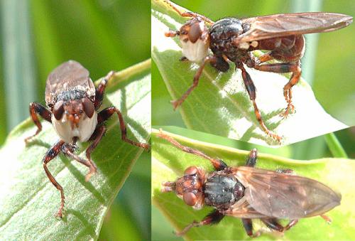 Myopa testacea