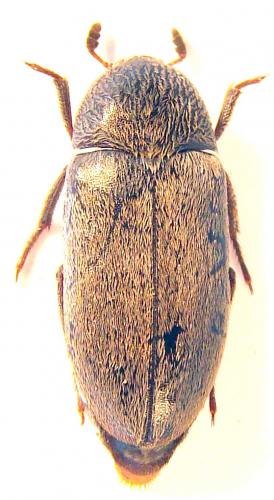 Dermestes maculatus