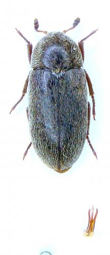 Dermestes maculatus