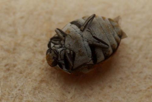 Anthrenus verbasci