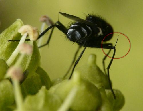 Hydrotaea diabolus