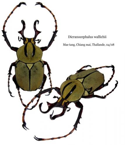 Dicronocephalus wallichi wallichi