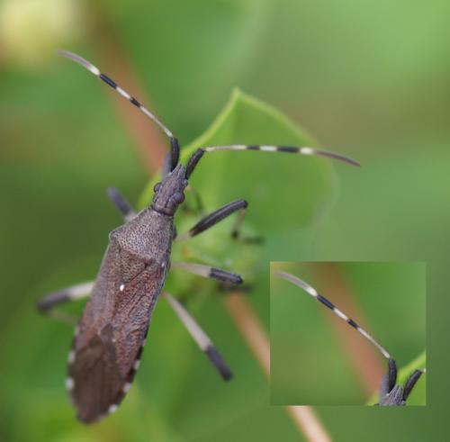 Dicranocephalus albipes