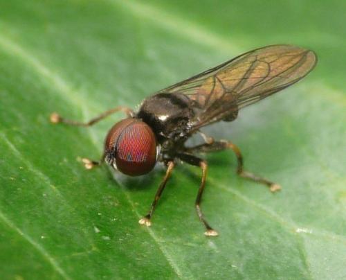 Pipunculus sp.
