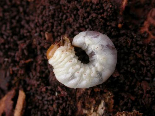 Réf. 42 662 : Dorcus parallelipipedus