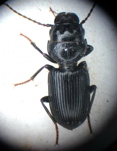 Dixus clypeatus