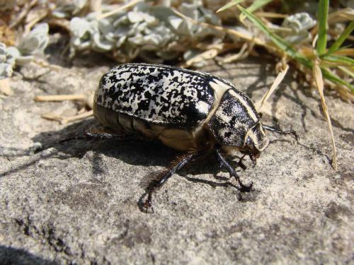 Polyphylla fullo