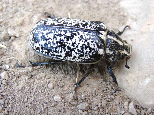 Polyphylla fullo