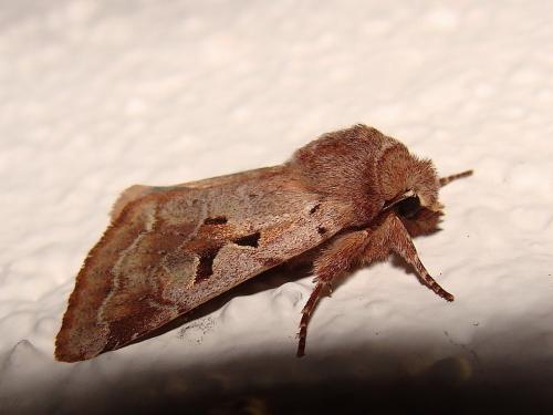 Réf. 42 080 : Orthosia gothica
