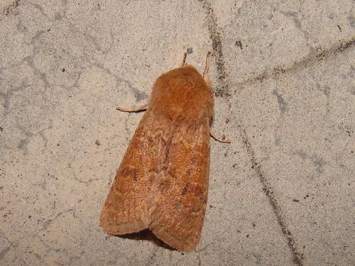 Réf. 42 514 : Orthosia miniosa