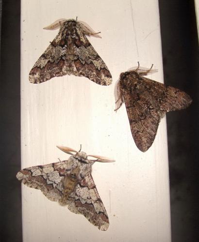 Biston strataria