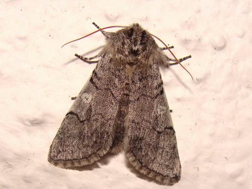 Achlya flavicornis