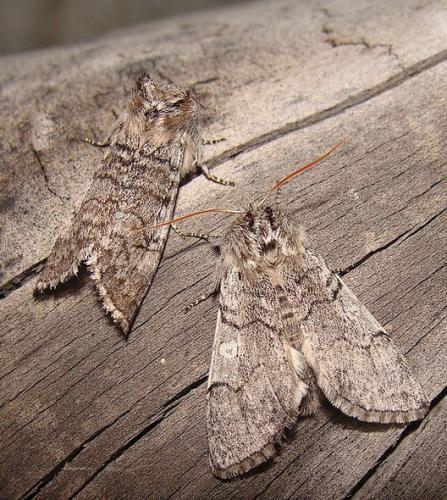 Achlya flavicornis