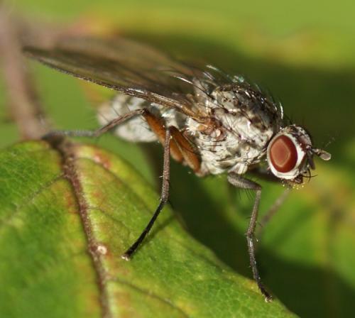 Hylemya sp.
