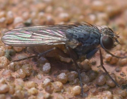 Réf. 42 227 : Lispocephala brachialis