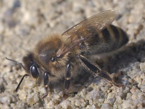 Réf. 42 228 : Apis mellifera