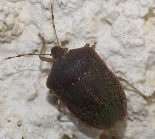 Réf. 42 229 : Nezara viridula