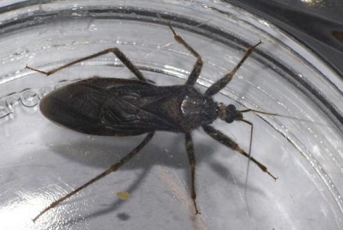Reduvius personatus