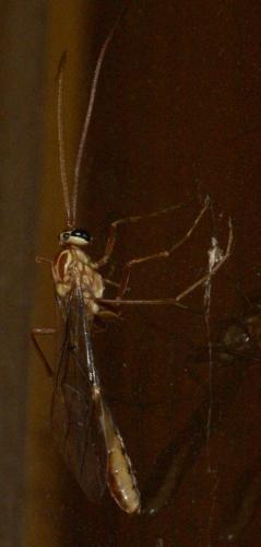 Ophion sp.