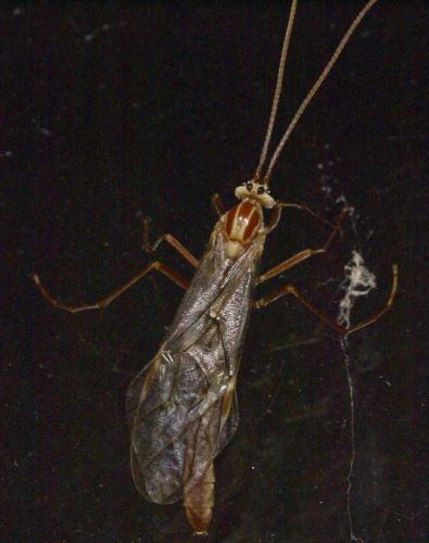 Ophion sp.