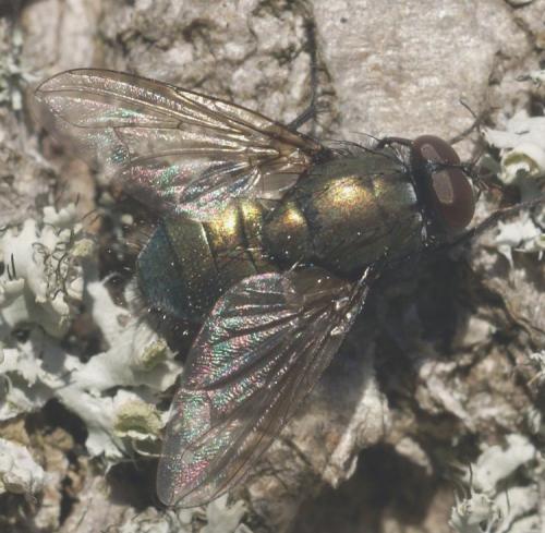 Réf. 42 558 : Eudasyphora sp.