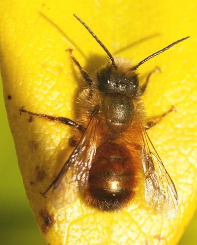 Réf. 42 557 : Osmia bicornis