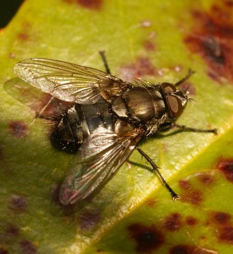 Pollenia sp.