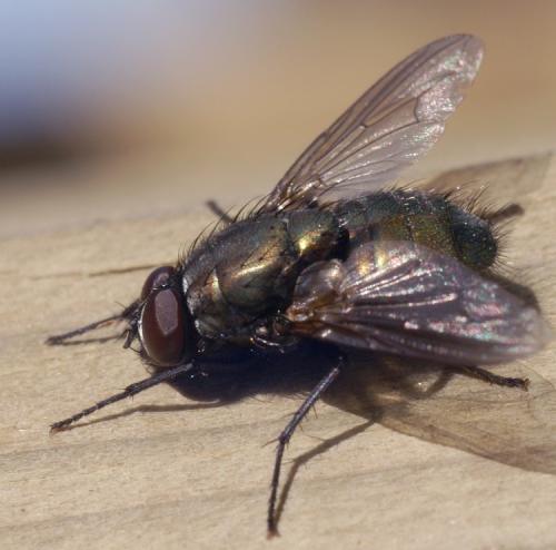 Réf. 42 791 : Eudasyphora cyanella