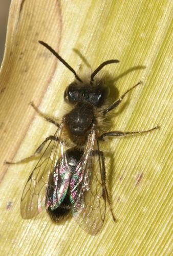 Andrena sp.