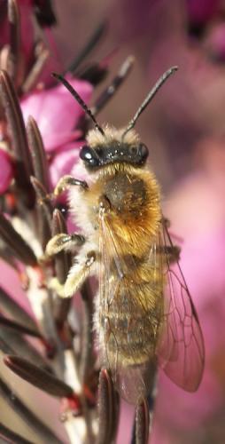Andrena sp.