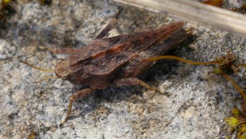 Réf. 42 964 : Tetrix undulata