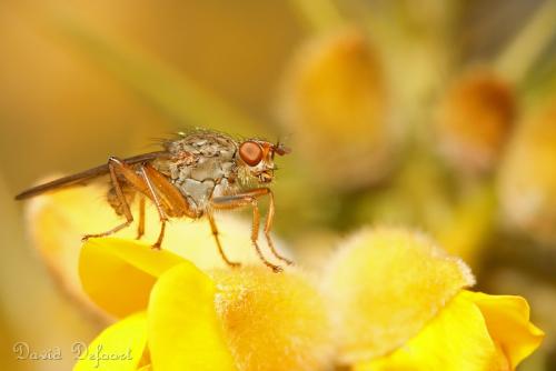 Scathophaga lutaria