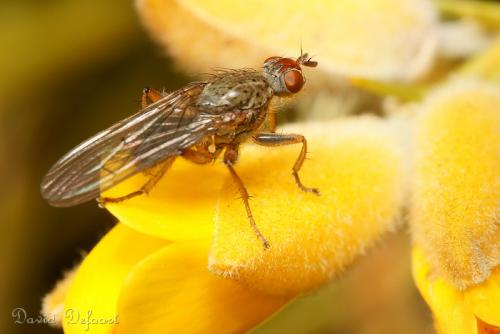 Scathophaga lutaria