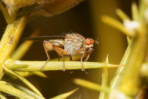 Scathophaga lutaria