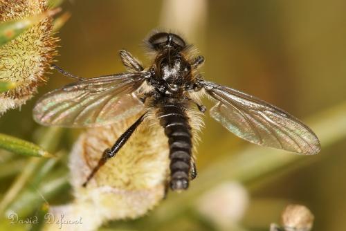 Réf. 42 525 : Bibio lanigerus