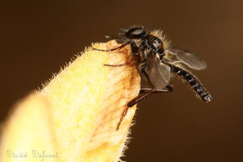 Réf. 42 524 : Bibio lanigerus