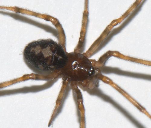 Steatoda triangulosa
