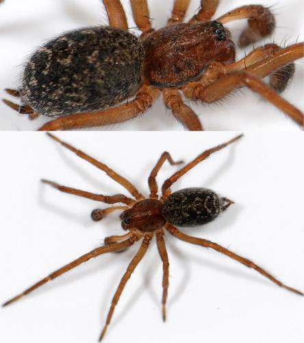 Réf. 42 393 : Eratigena picta