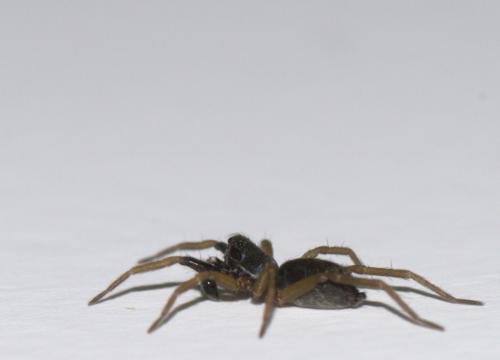 Aulonia albimana