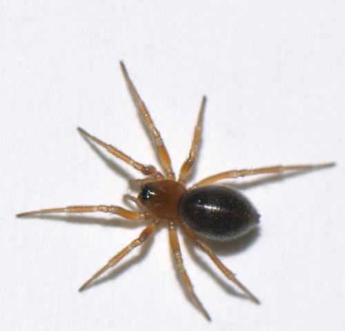 Oedothorax fuscus