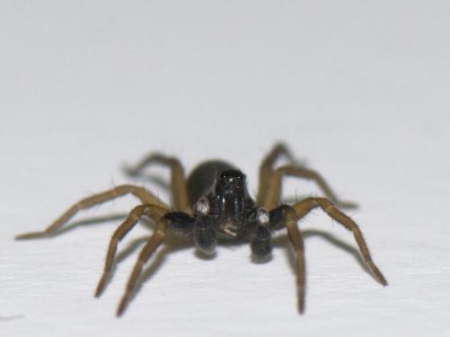 Aulonia albimana