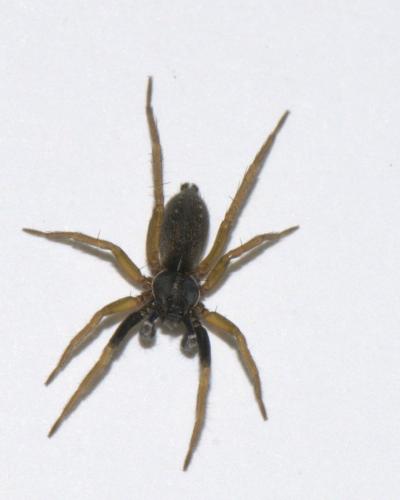 Aulonia albimana