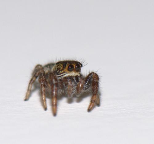 Réf. 42 177 : Evarcha sp.